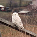 Snowy Owl