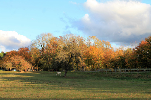 Les couleurs de l'automne