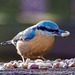 Nuthatch28