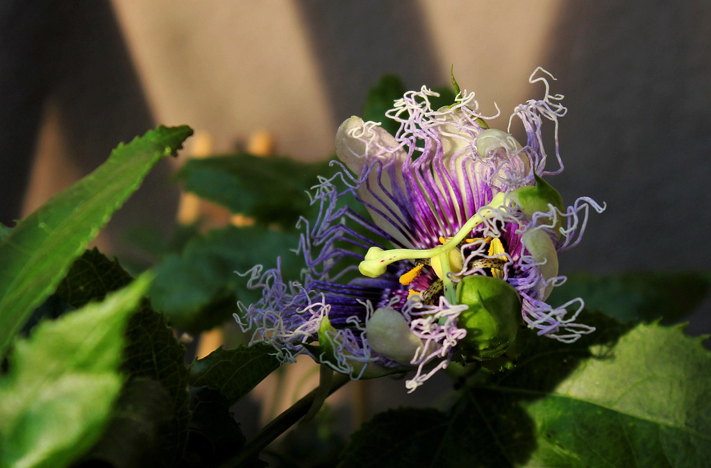 Passiflora Byron Beauty  -fermeture