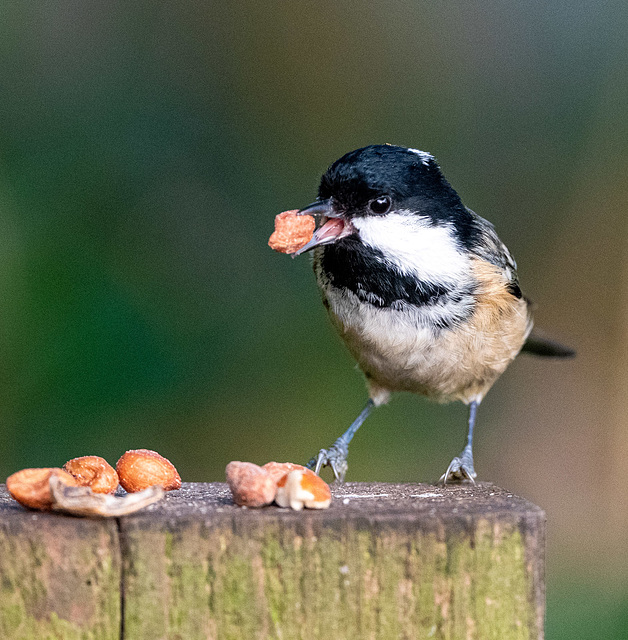 Coal tit