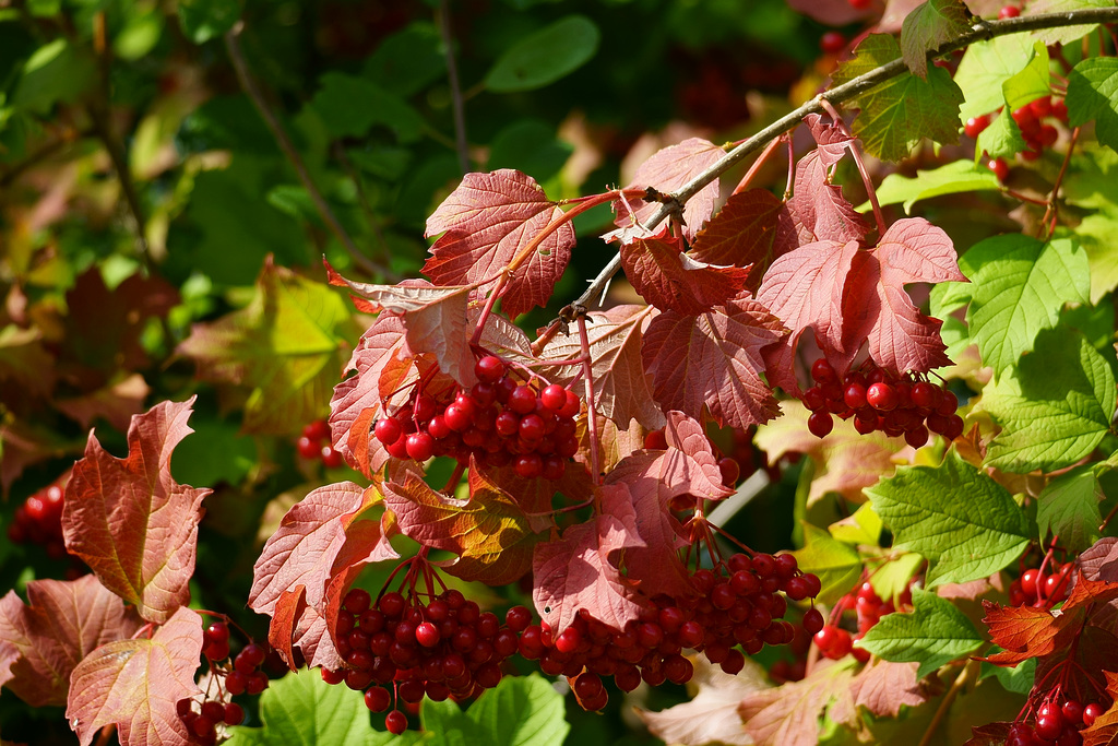 Der Herbst kündigt sich an