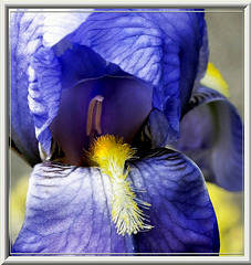 Schwertlilien, auch Iris genannt... ©UdoSm