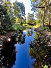 Early morning summer sunshine in the Rafford Woods