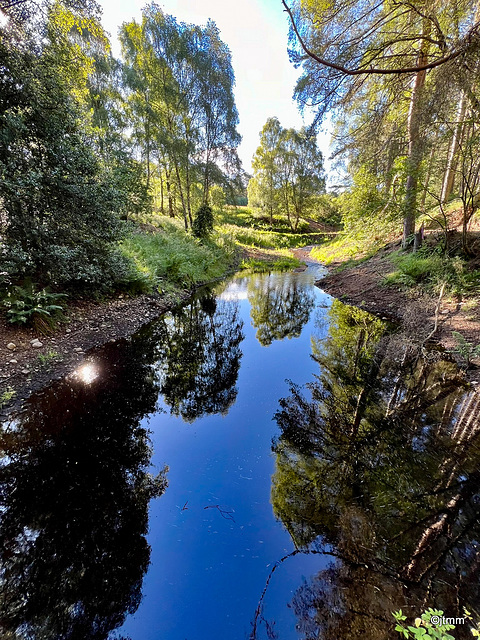 Early morning summer sunshine in the Rafford Woods