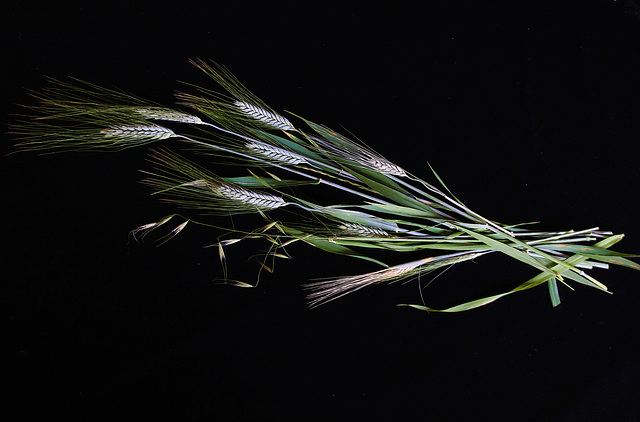 L'épis de blé  .