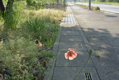 Poppies