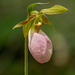 Cypripedium acaule (Pink Lady's-slipper orchid)