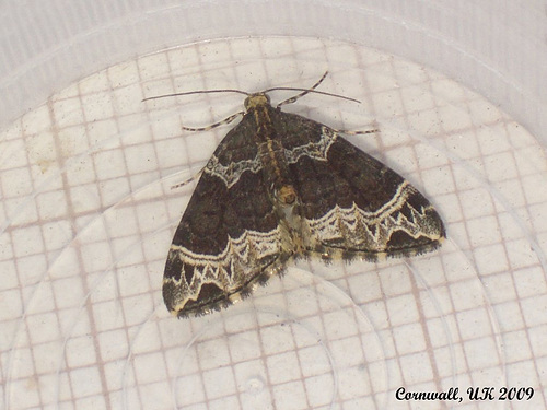 1759 Ecliptopera silaceata (Small Phoenix)