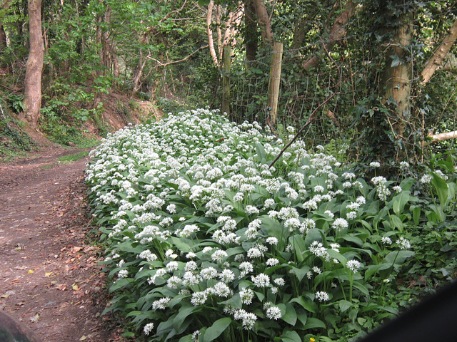 Just a little track lined with the wild garlic