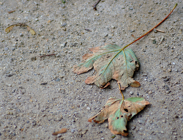 ... petite mort ... ... petite mort ...