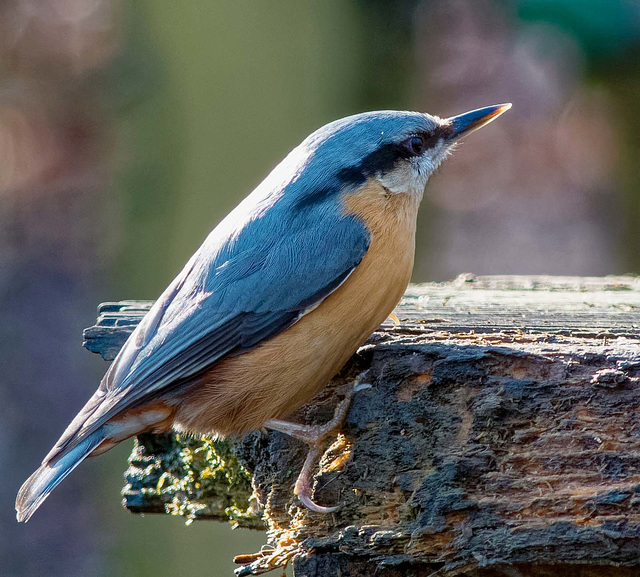 Nuthatch29