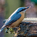 Nuthatch29