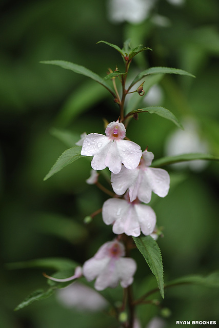 20120909-6946 Impatiens balsamina L.