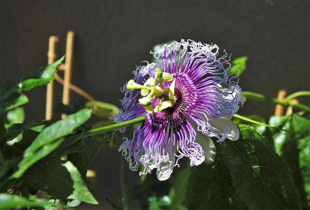 Passiflora Byron Beauty (3)