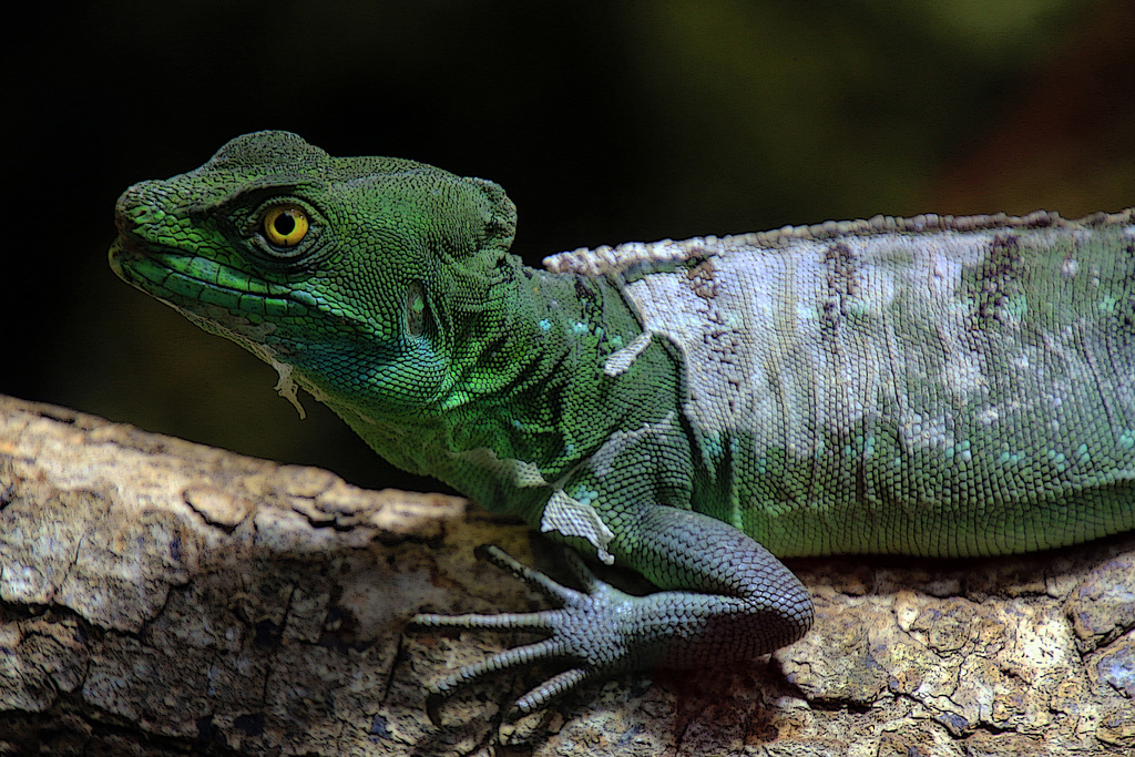 La mue du lézard basilic vert ou lézard Jésus-Christ .  Le nom de Lézard Jésus-Christ lui a été donné car il est capable de courir sur l'eau sur ses deux pattes arrière suffisamment rapidement pour ne pas sombrer.