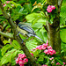 20230514 0131CPw [D~LIP] Kohlmeise (Parus major), Rotdorn (Crataegus laevigata '‚Paul’s Scarlet‘ (cultigen)), Bad Salzuflen