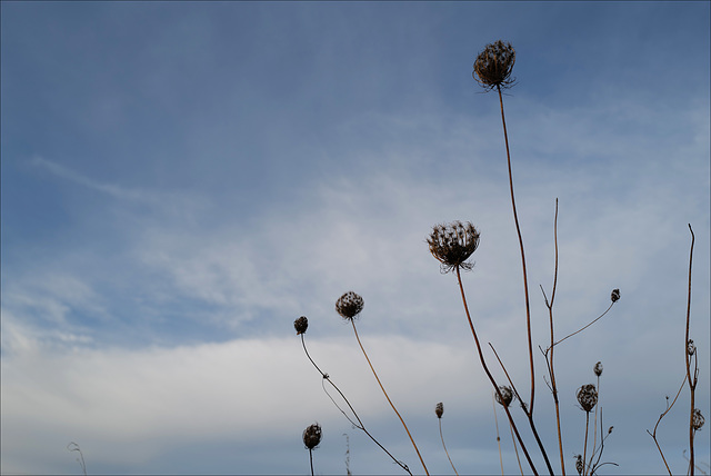 Daucus carota Daucus carota
