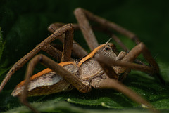 Nursery Web Spider