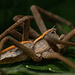 Nursery Web Spider