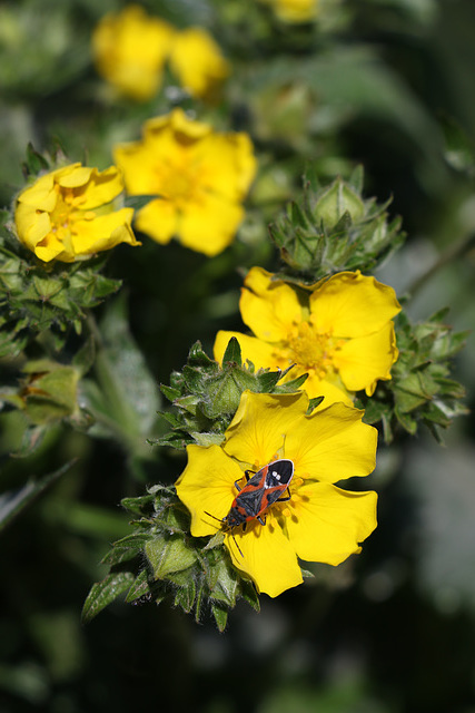 Buttercups and Small Milkweed Bug