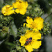 Buttercups and Small Milkweed Bug