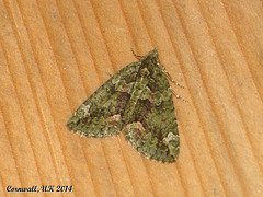 1760 Chloroclysta siterata (Red-green Carpet)