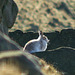 Mountain Hare still in partial Winter Coat
