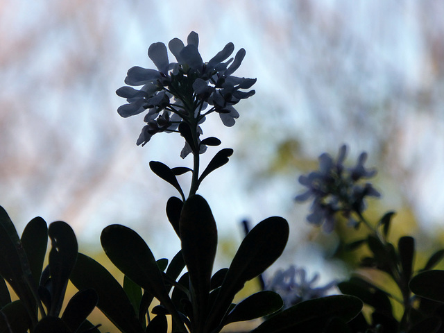 candytuft