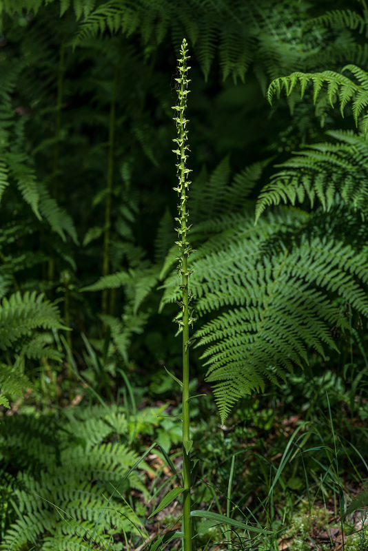 Platanthera stricta (Slender Bog orchid)