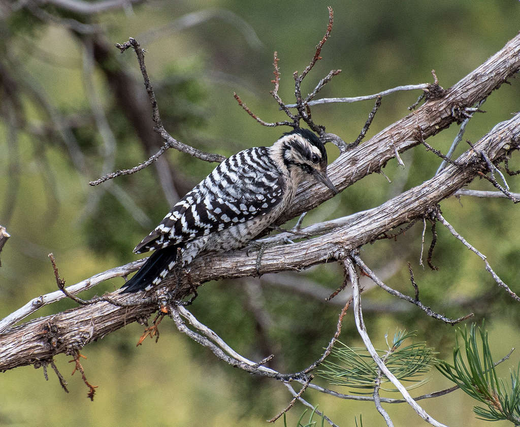 Woodpecker