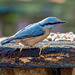 Nuthatch30