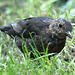 EOS 6D Peter Harriman 09 11 07 43534 juveBlackbird dpp