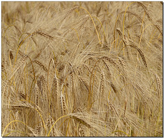 Wheat ears (or Barley heads?)