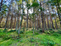 Early morning summer sunshine in the Rafford Woods
