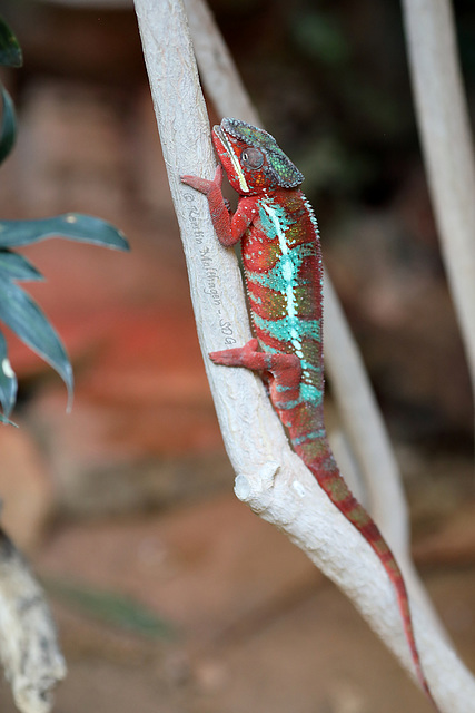 Herr Pantherchamäleon (Tropenaquarium Hagenbeck)