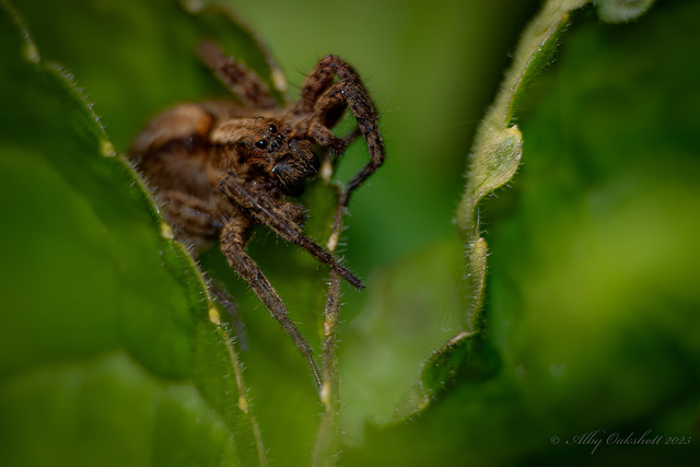 Wolf Spider