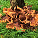 Polypore............???