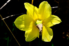 Spring Daffodil