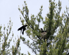 nid de corneille / crow's nest