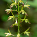 Aplectrum hyemle (Puttyroot orchid)