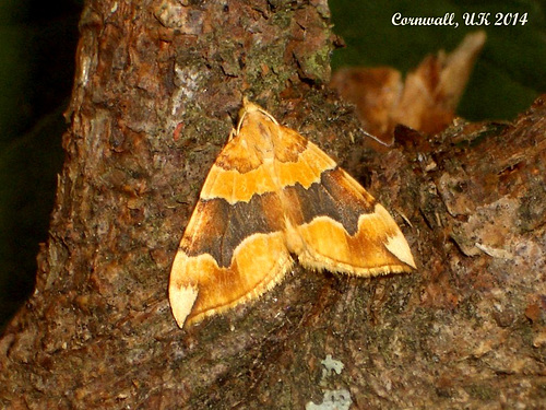 1765 Cidaria fulvata (Barred Yellow)