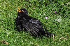 Sunbathing Blackbird