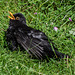 Sunbathing Blackbird