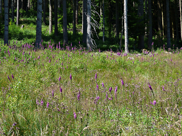 Digitalis