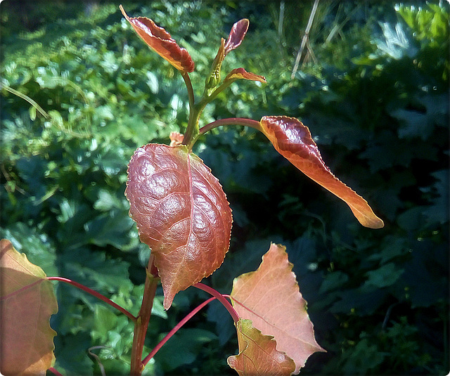 LA FEUILLE