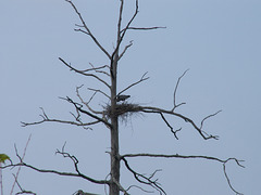 nest 2009