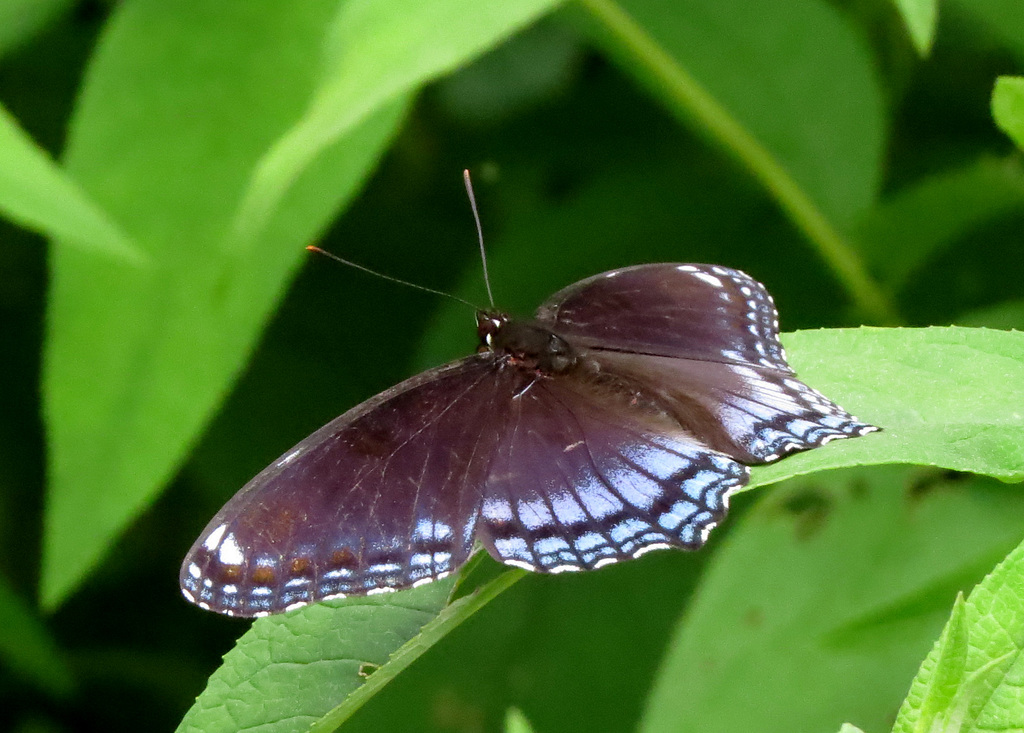 Red-spotted Purple (Limenitis arthemis)