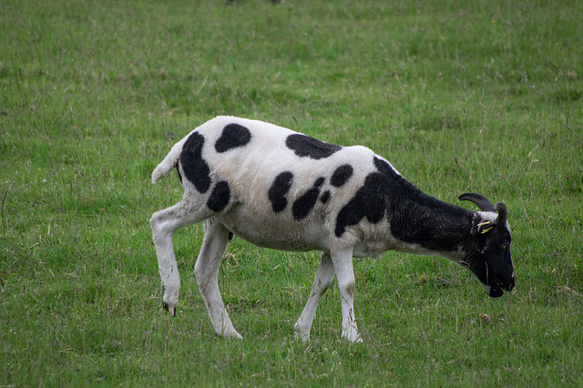 Jacob Sheep