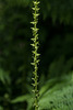 Platanthera stricta (Slender Bog orchid)